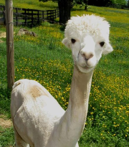 Dreamland Alpacas