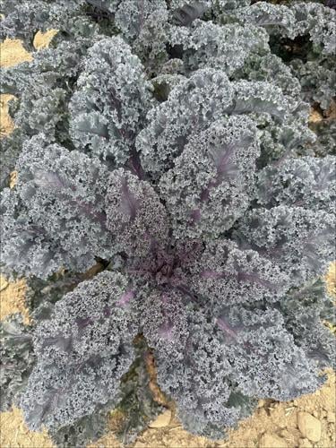Myers Rubybor Kale