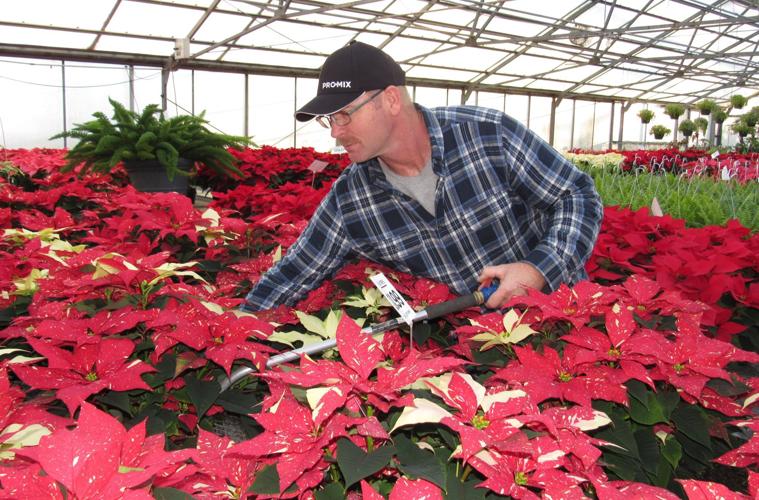Indoor Farms Greenhouses