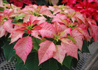 Myers poinsettia