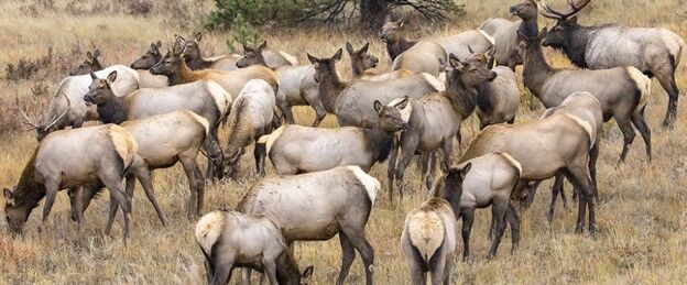 Elk Project