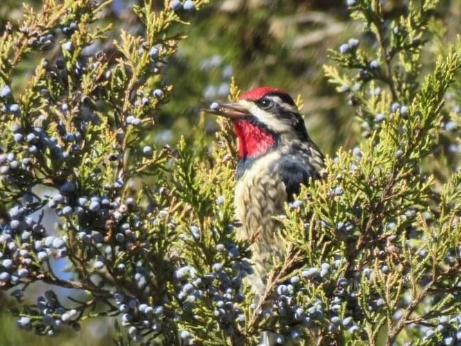 Yellow-Bellied Sapsucker