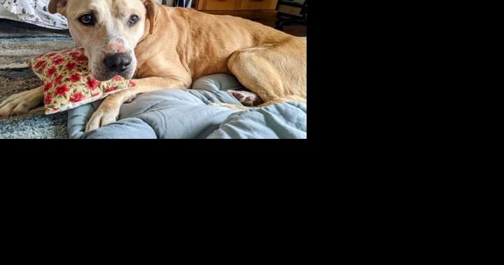 Pet of the Week - Vimarsana News