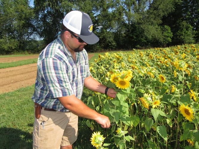 Sunflowers