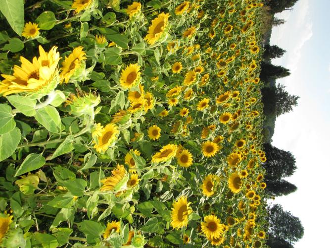 Sunflowers