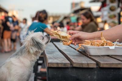 Dog-Friendly Destination "Dupes" that Promise UnFURgettable Memories - Image