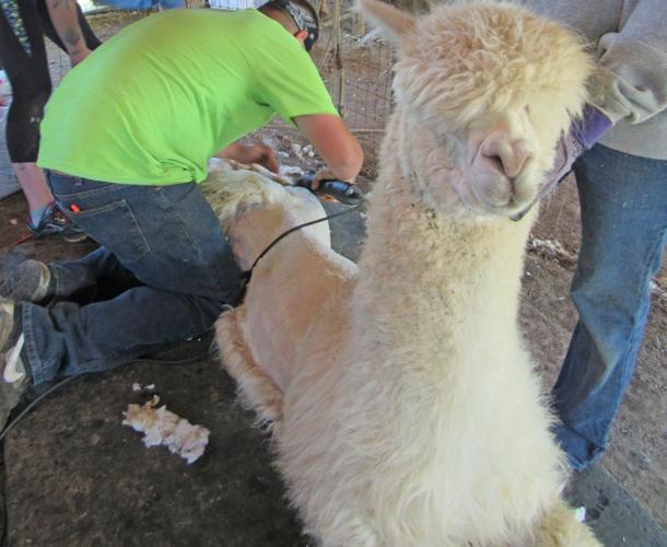 Dreamland Alpacas