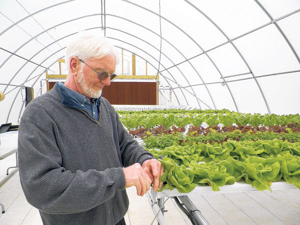 zook lettuce