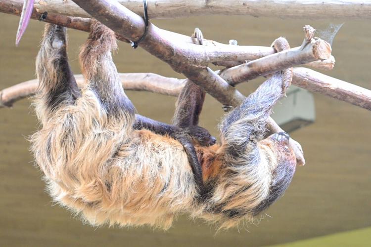 Sloths live high in the trees of tropical rainforests, cloud forests and mangrove swamps in Central America and northern South America.