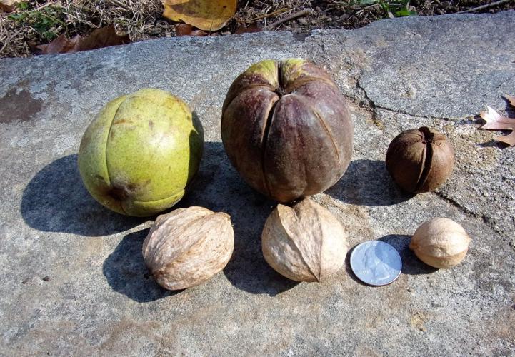 Abingdon Hickory Tree Nuts