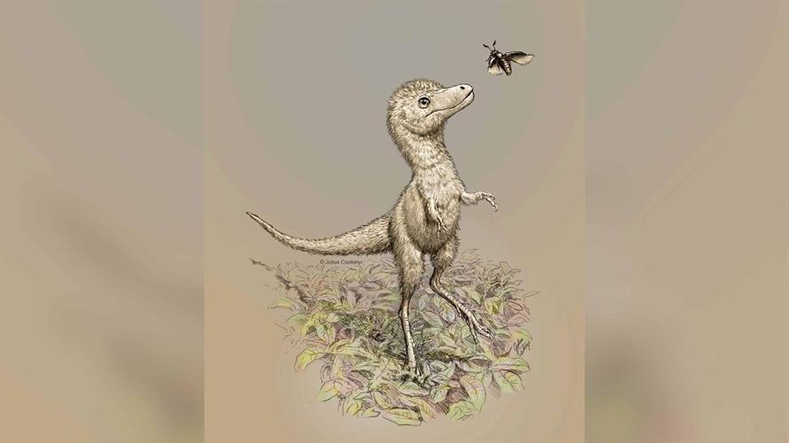 Baby tyrannosaurs were about the same size as a dog, new research shows