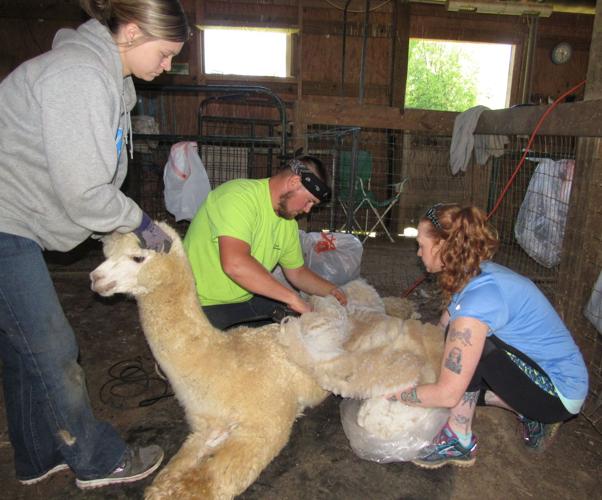 Dreamland Alpacas