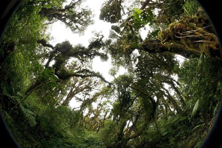 The Costa Rica Jungle and Costa Rica Rainforest make up the biggest part of the country and are why it has such a diversity of flora and fauna.
