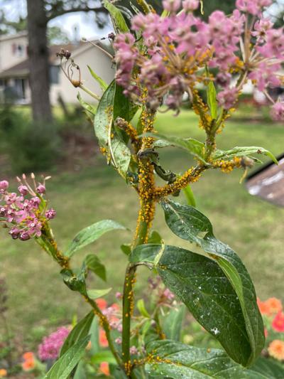 Aphids feeding on a plant