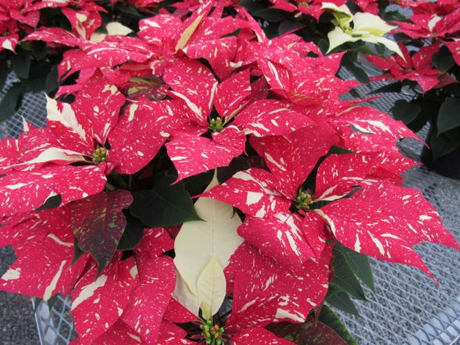 Indoor Farms Greenhouses