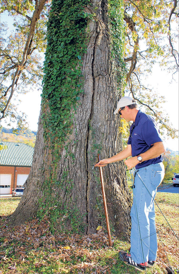 Marion's historic Crying Tree's life nears end, but preservation of its