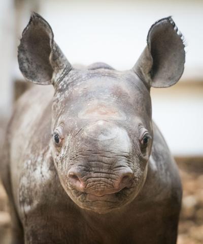 Lulu at the Cleveland Metroparks Zoo on March 2, 2018.