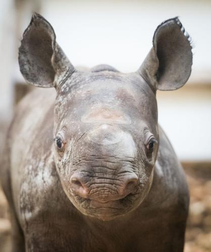Lulu at the Cleveland Metroparks Zoo on March 2, 2018.