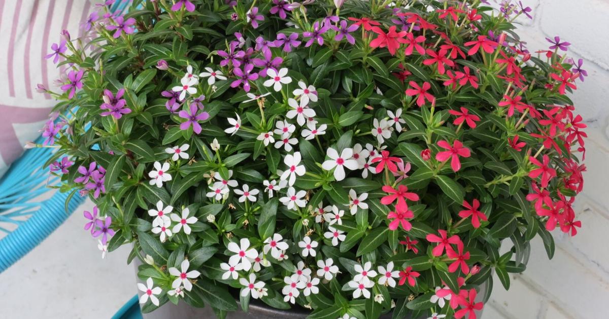 Easy-care patriotic container gardens