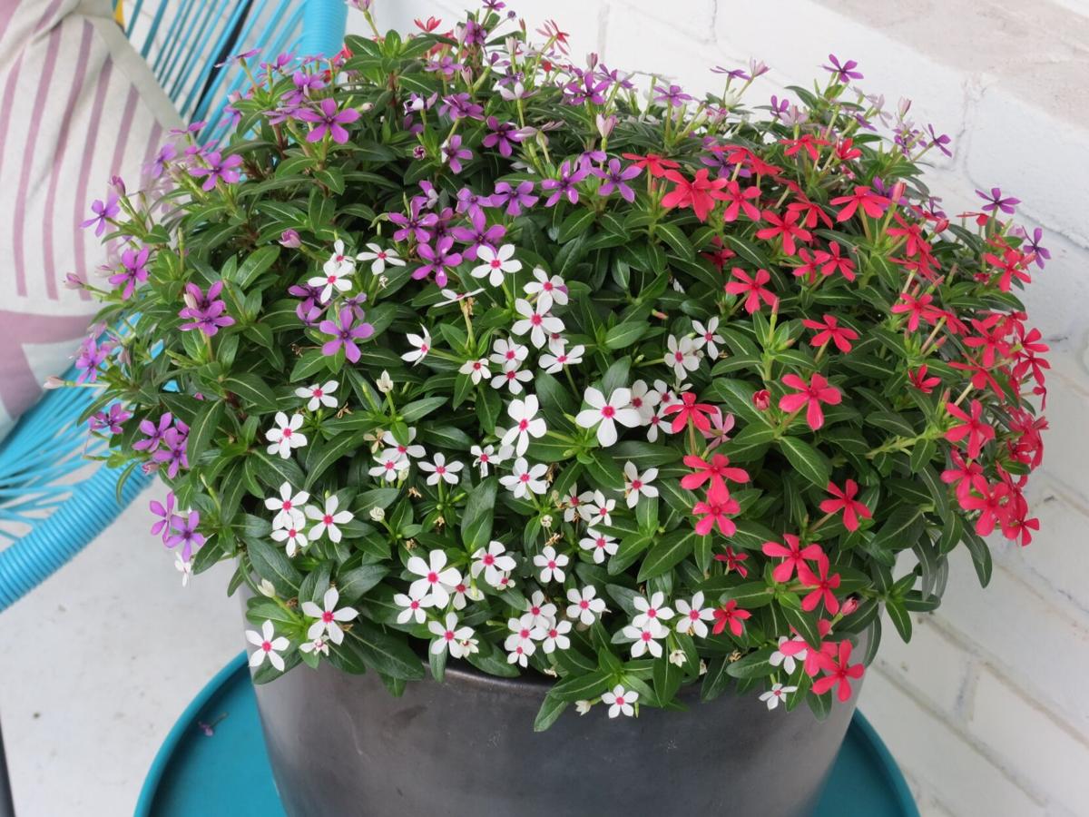 Myers patriotic container garden