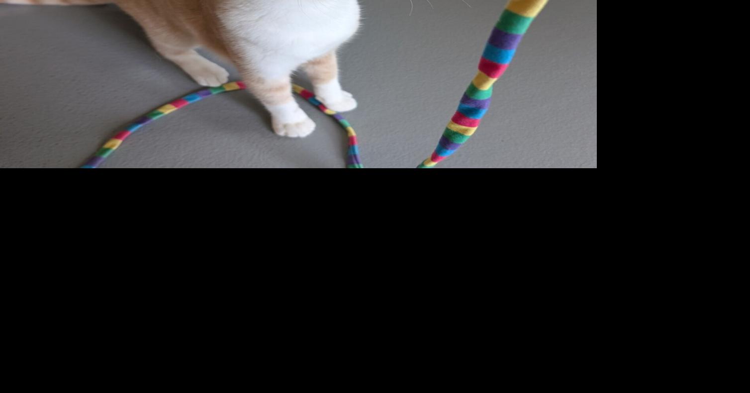 Pets of the Week