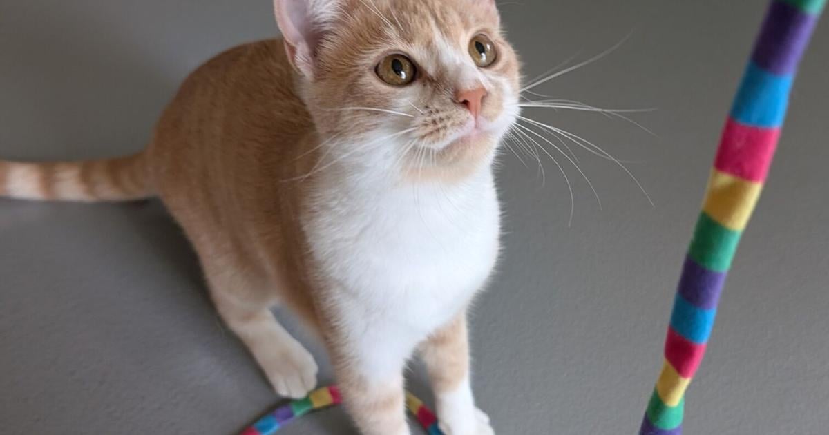 Pet Week Pets of the Week