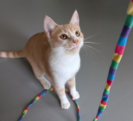 100826-fly-news-pets-domino712.jpg
