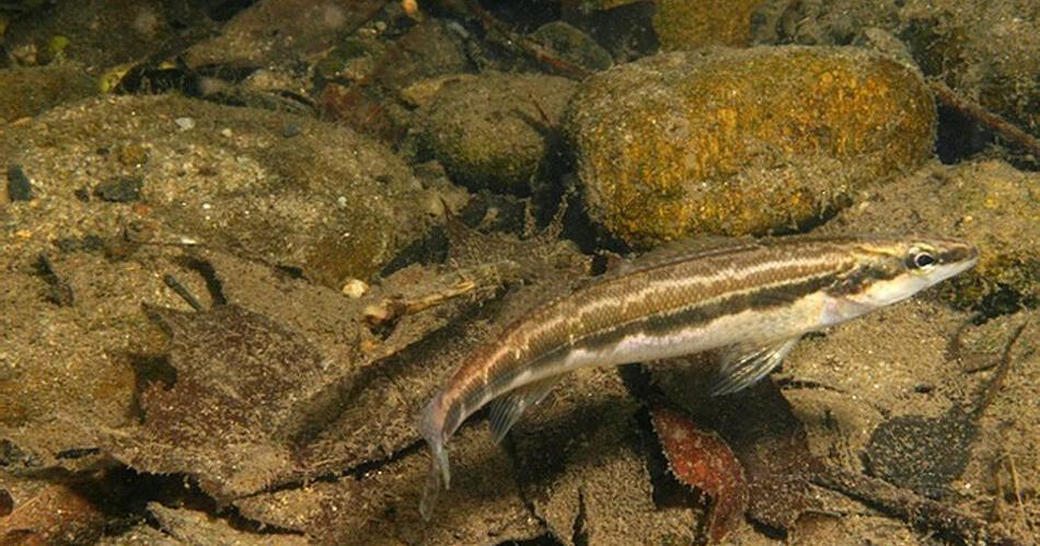 Miles of the Holston’s North and Middle forks to be reviewed as critical habitat for sickle darter Miles of the Holston’s North and Middle forks to be reviewed as critical habitat for sickle darter