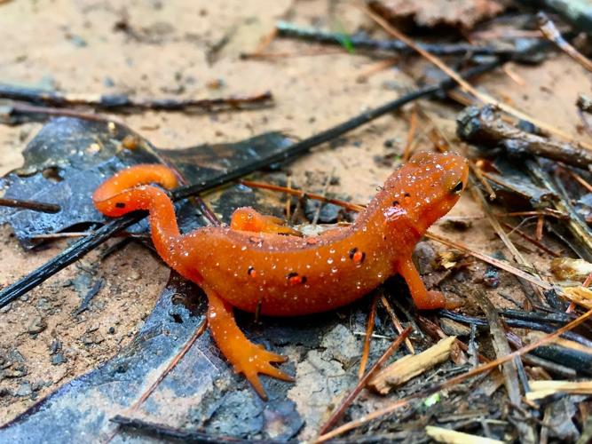 101526-fly-news-park-newt.jpg