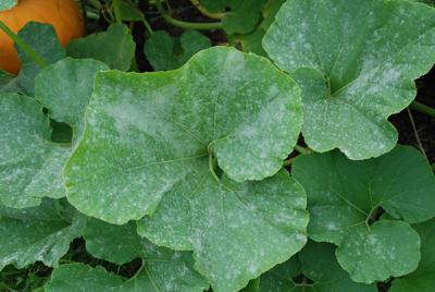 Myers Powdery Mildew