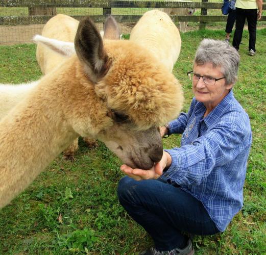 Dreamland Alpacas