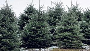 Tree Farm Yields Good Crop Southwest Virginia News Latest Headlines Swvatoday Com