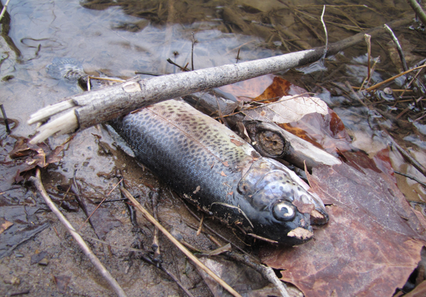 Fish kill 2
