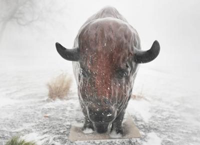 Buffalo Blizzard