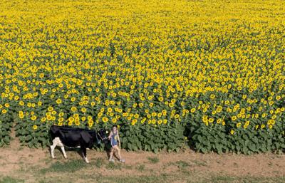 Alvis Farms Sunflower Drone feature