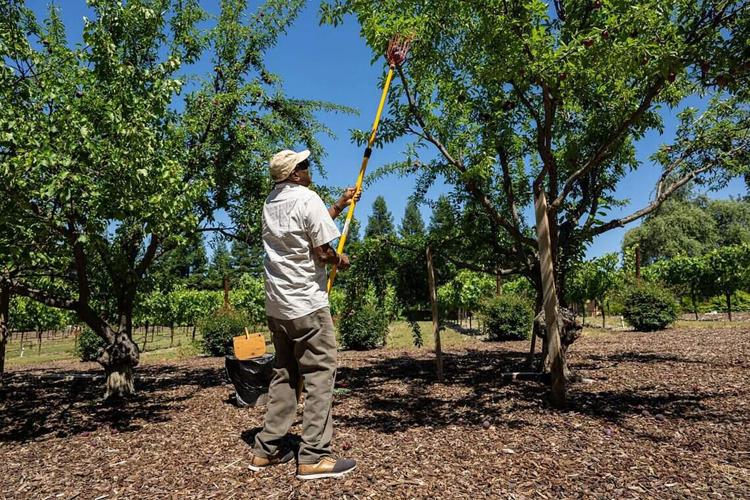 Dusty Baker picks plums from a tree in his garden at his Granite Bay home on Wednesday, June 3, 2026.