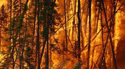 Wildfire