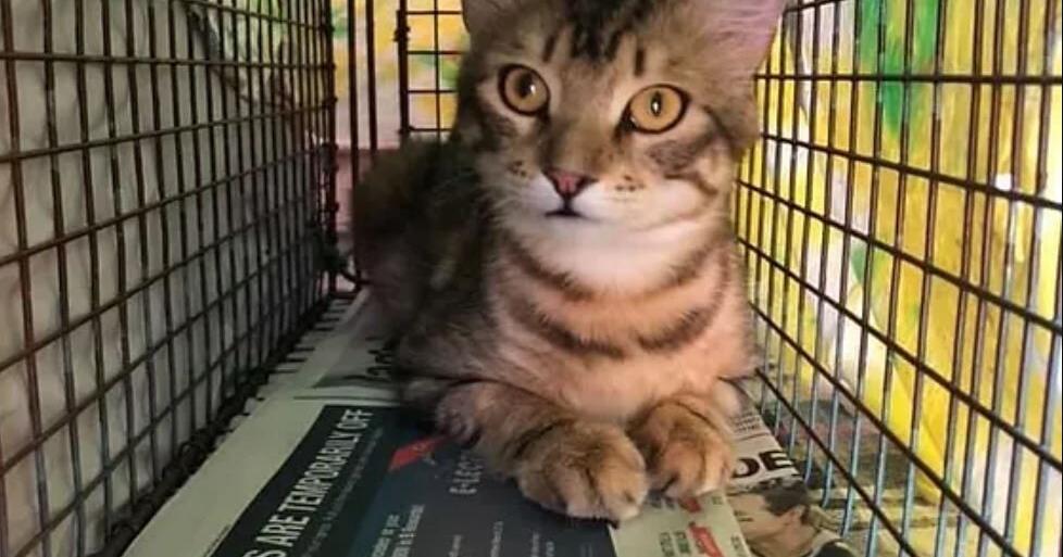 Nearly 300 animals rescued in 2022