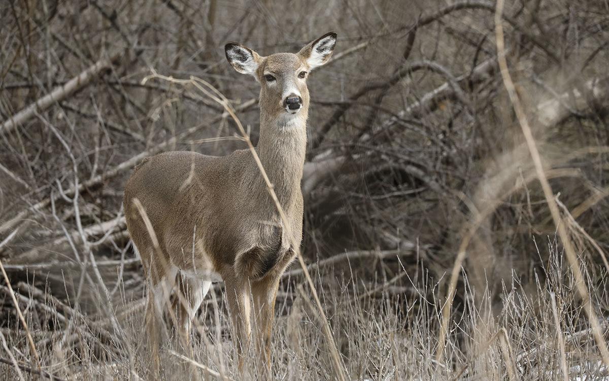 LOCAL HIKING TIFFT GEE (copy) (copy)