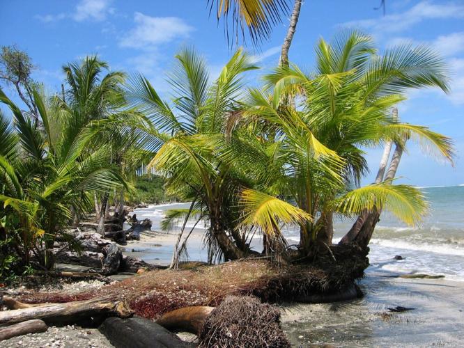 Young palms in Cahuita, on the coast in the Limon province in Costa Rica.