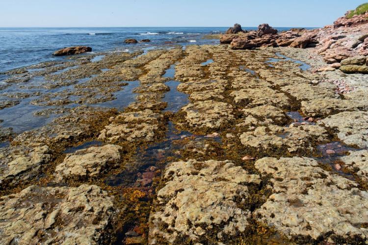 The patch reef near the Point Amour lighthouse is 530 million years old.