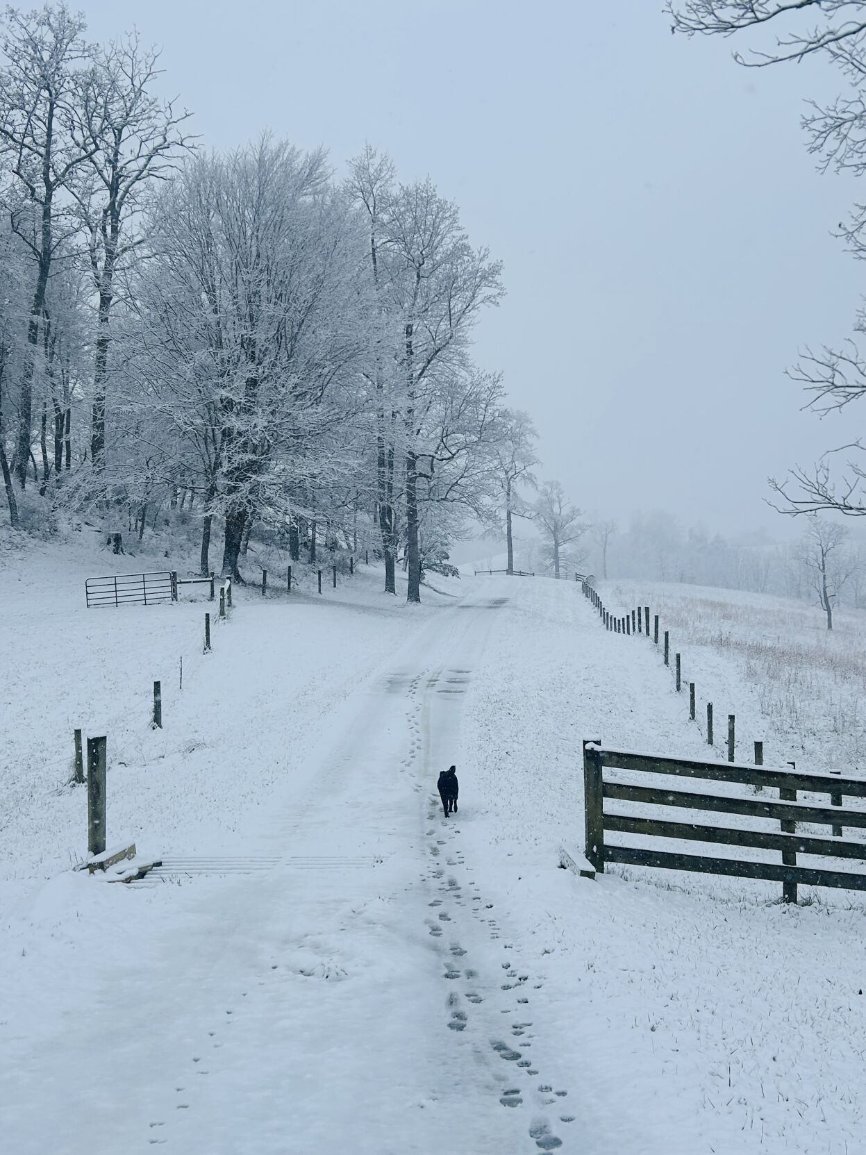 snow diary