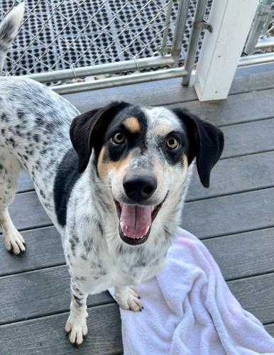 Dottie