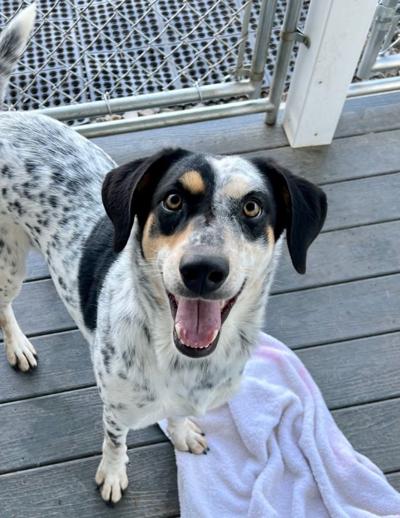 Dottie