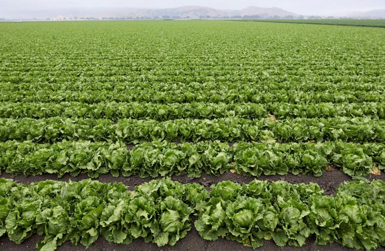 FILE PHOTO: Lettuce grows on a farm near Salinas