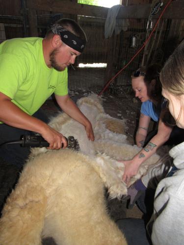 Dreamland Alpacas