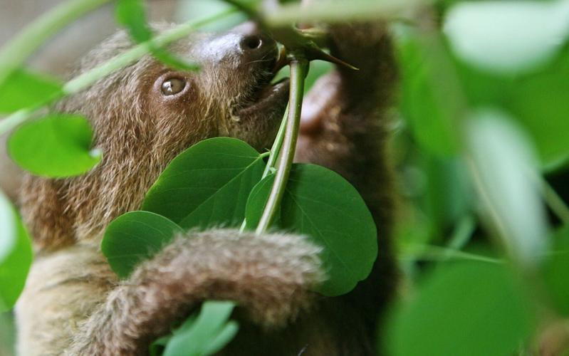 Costa Rica is a great spot to see sloths.