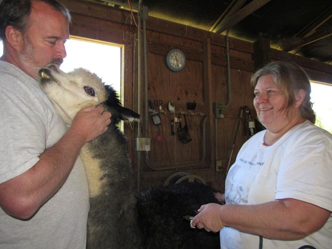 Dreamland Alpacas