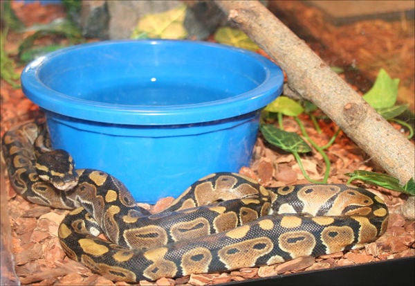w-BI-Ball Python 2.jpg