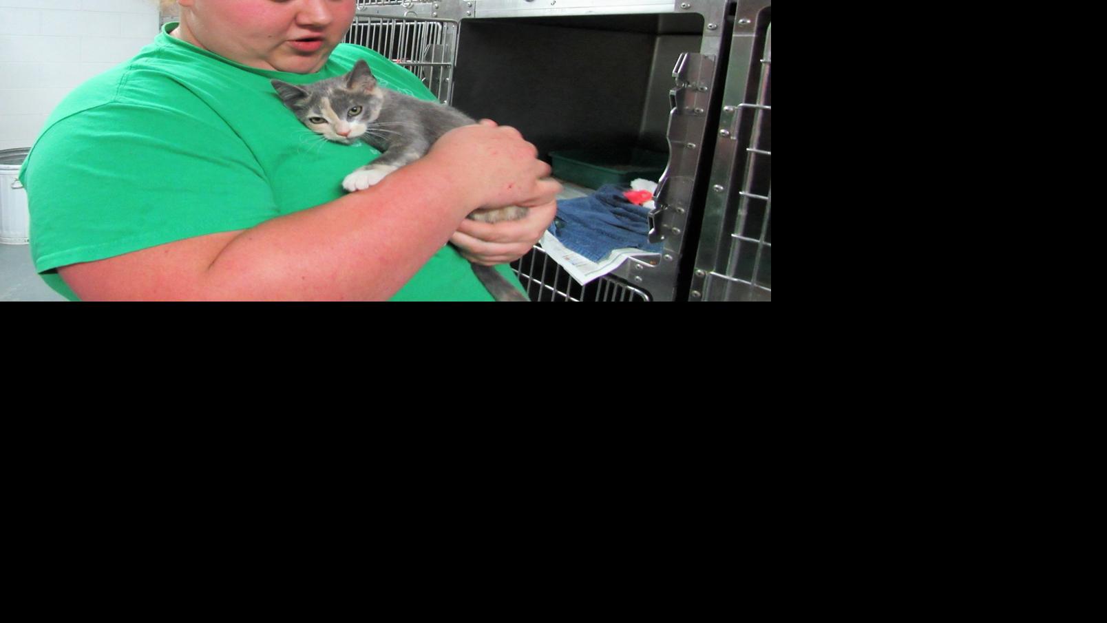 C C Porter Animal Shelter Seeking Homes Volunteers To Help More Than 70 Cats Latest Headlines Swvatoday Com